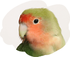 インコ