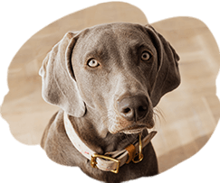犬