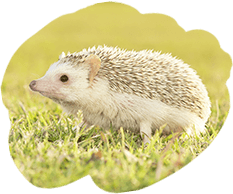 ハリネズミ